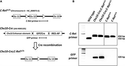 Conditional Deletion of Activating Rearranged During Transfection Receptor Tyrosine Kinase Leads to Impairment of Photoreceptor Ribbon Synapses and Disrupted Visual Function in Mice